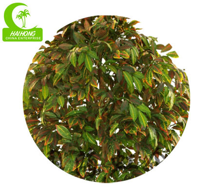 Luxury Height 170cm Artificial Ficus Tree For House Decoration