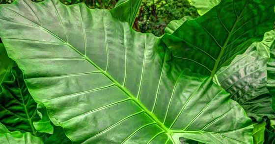High Simulation Natural Elephant's Ear Plant With Beautiful Pots