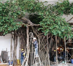 Customized Fiberglass GRC Landscaping Fake Tree For Garden Airport