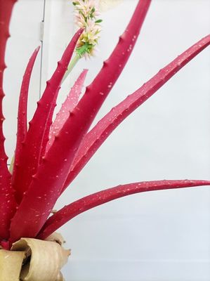 fabric Leaves 150cm Height Artificial Tropical Tree Agave Plant