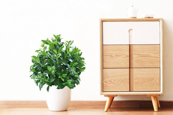 Potted Plant Evergreen Artificial Fortune Tree 30-60cm Natural Leaves For Bedroom Decor