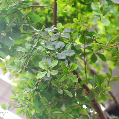 Artificial Banyan Tree For Decoration, Customized UV-Resistant And Flame-Retardant 5M Height