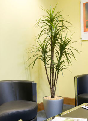 Dracaena Marginata Artificial Landscape Trees For Home Office Decoration